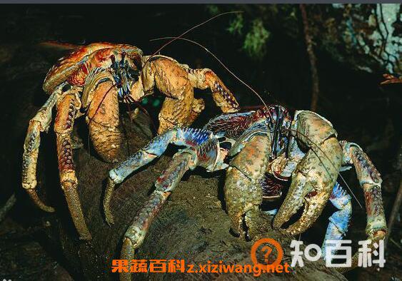 椰子蟹的功效与作用 椰子蟹的营养价值