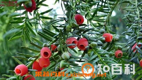 红豆杉如何养殖 分享红豆杉的养殖方法
