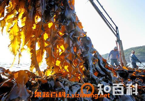 海带变质什么样 海带变质能吃吗