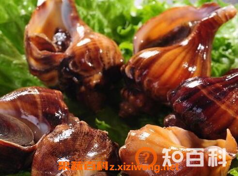 角螺的功效与作用 角螺的营养价值