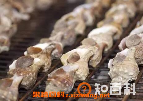 管角螺的营养价值与好处