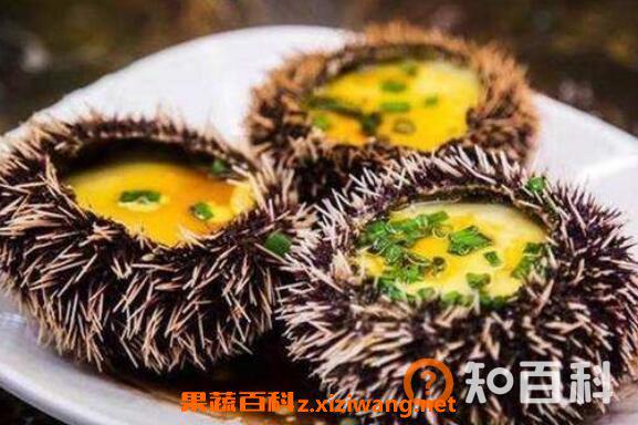 海胆怎么处理 海胆怎么打开