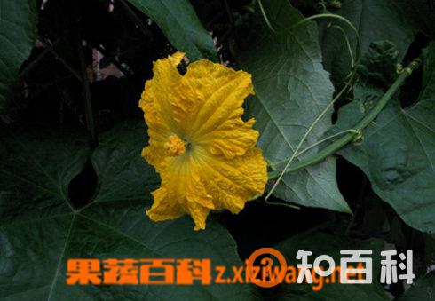 芙蓉菊的功效与作用