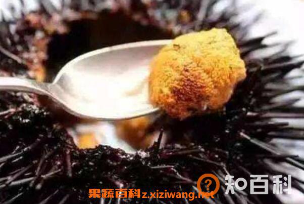 海胆可以生吃吗 海胆生吃怎么吃图解