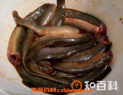 泥鳅的药用价值与功效作用