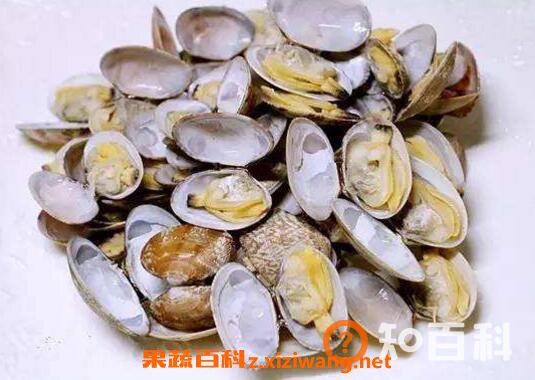花蛤如何去沙 花蛤吐沙最快的方法