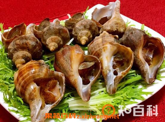 海螺怎么洗最快最干净 快速洗干净海螺的方法技巧