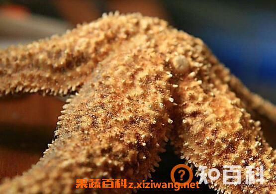 海星怎么吃 海星的食用方法