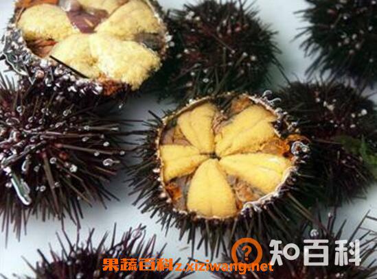 海胆的营养价值与功效