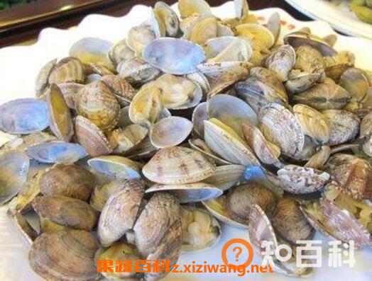 蛤蜊的功效与作用 吃蛤蜊的副作用