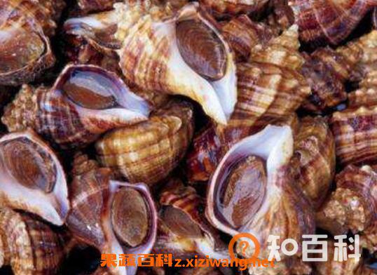 海螺怎么洗最快最干净 快速洗干净海螺的方法技巧