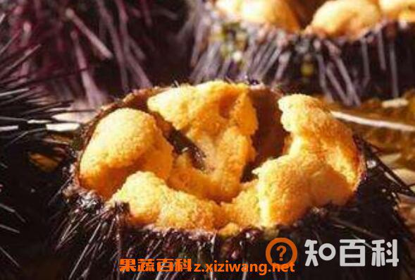 海胆可以生吃吗 海胆生吃怎么吃图解