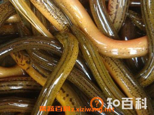 黄鳝血的功效与作用