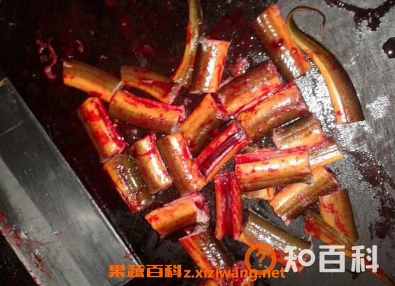 黄鳝血的功效与作用