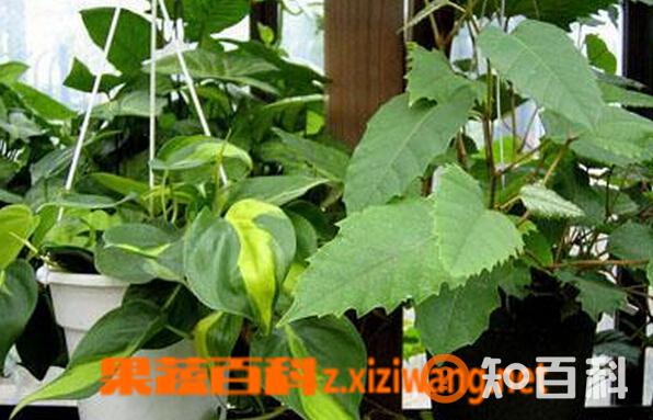 粉藤的功效与作用