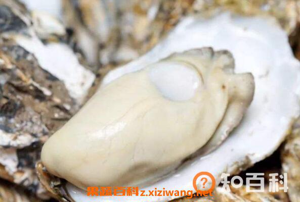 牡蛎怎么吃 牡蛎哪些部位不能吃