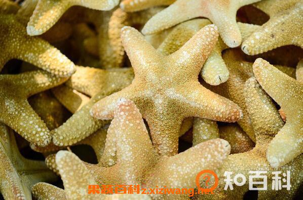 干海星煲汤前如何清洗 干海星煲汤有什么功效