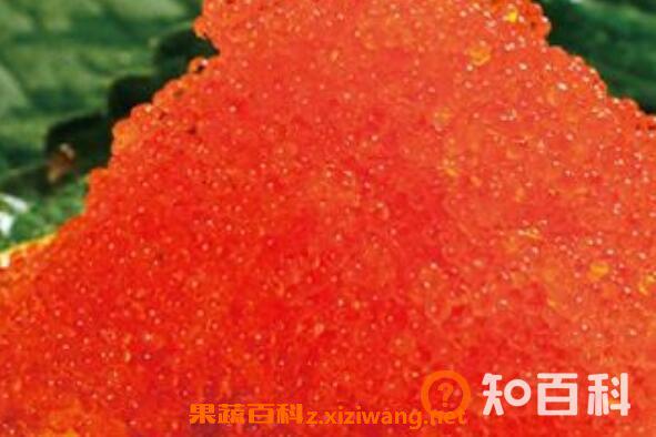 飞鱼籽可以生吃吗 飞鱼籽怎么吃