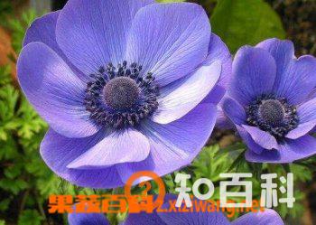 欧洲银莲花的功效与培育