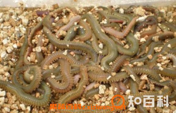 海蛆的功效与作用 海蛆的药用价值