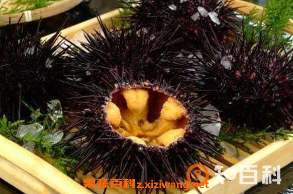新鲜的海胆怎么处理 海胆怎么处理无毒