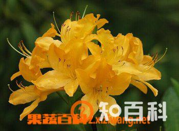闹羊花的功效大全
