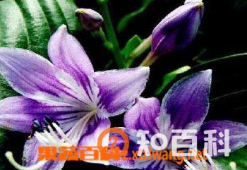 纳里花的功效与培育