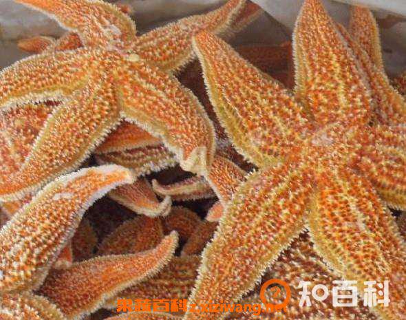 干海星怎么煲汤 干海星放什么一起煲汤