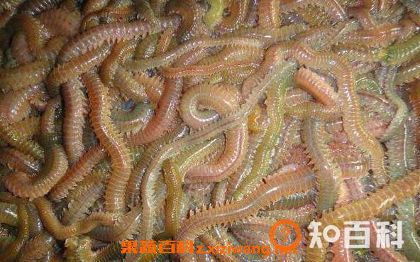 海蜈蚣的功效与作用 海蜈蚣怎么杀