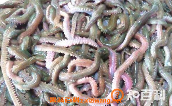 海蜈蚣的功效与作用 海蜈蚣怎么杀