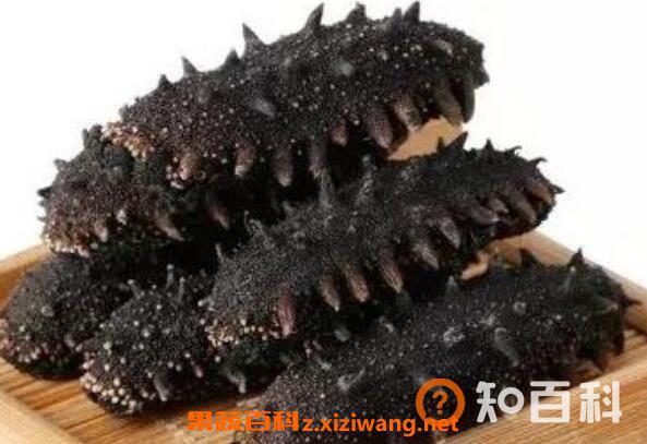 刺海参的功效与作用 吃刺海参的好处
