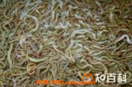 沙蚕的药用价值 沙蚕什么人不能吃