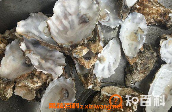 牡蛎壳的功效与作用 牡蛎壳的药用价值