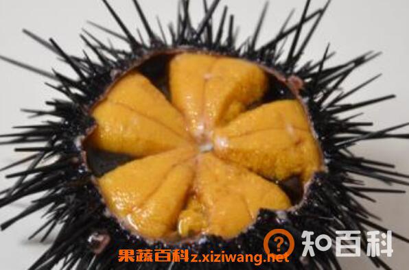 新鲜的海胆怎么处理 海胆怎么处理无毒