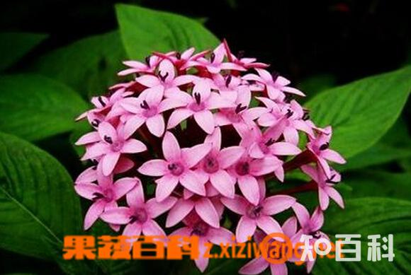繁星花的功效与作用