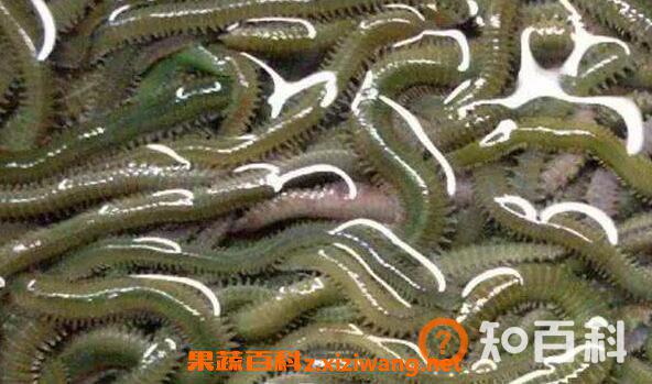 沙蚕的功效与作用 沙蚕的做法