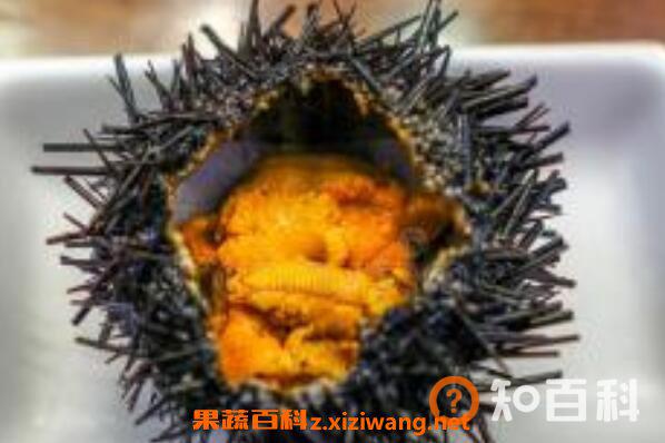 海胆怎么吃有营养价值 海胆不能和什么一起吃