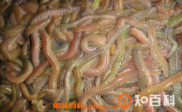 海蛆的功效与作用 海蛆的药用价值