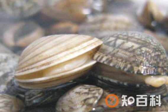 花蛤去沙小技巧 2分钟花蛤快速吐沙子