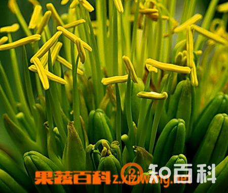 龙舌兰花养殖技巧 龙舌兰花图片