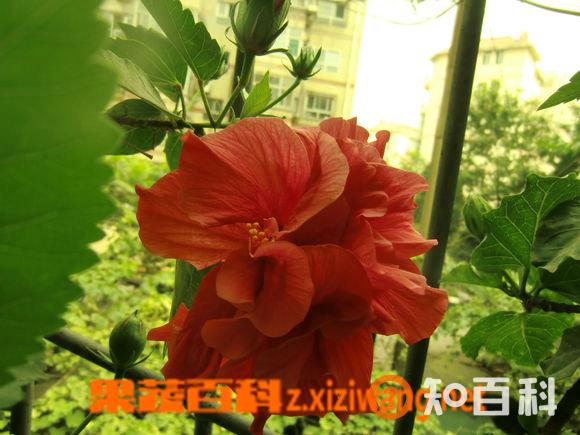怎样嫁接扶桑花