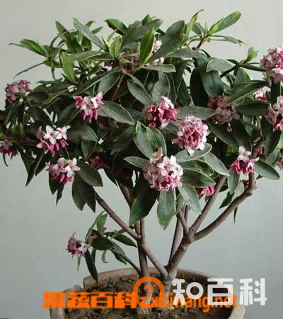 金边瑞香盆栽管理