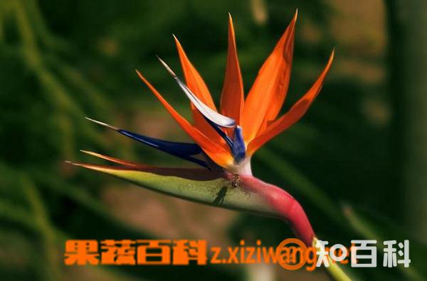 鹤望兰的种植要点及栽培技术