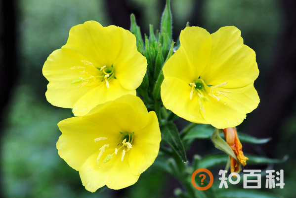 哪些植物不能在室内养