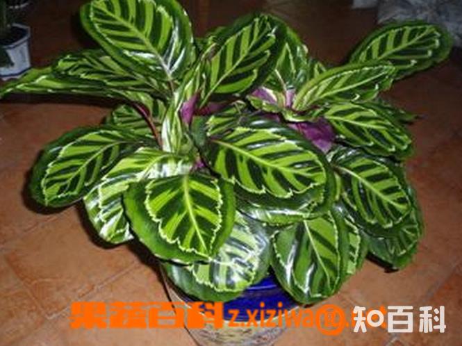 袖珍也门铁的养殖方法和注意事项