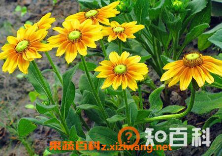 金光菊的病虫害防治