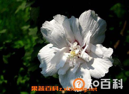 沙漠梅花如何养殖 沙漠梅花的养殖方法