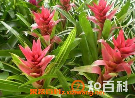 丹尼斯花的功效与作用 丹尼斯花的药用价值