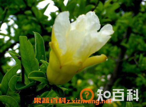 白花石榴树的药用价值与功效