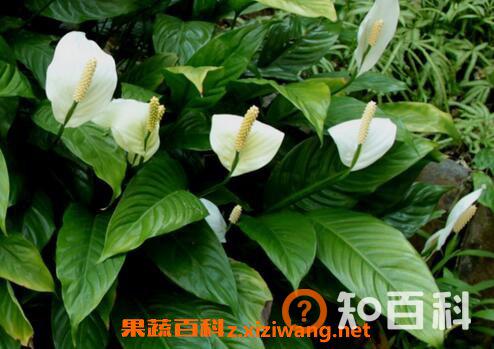 一帆风顺的养殖方法和注意事项